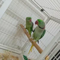 شاه طوطی