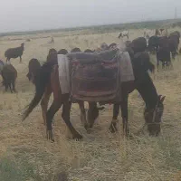 اسب.