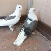 کبوتر جوجه پشت سبز و چینا پاکستانی  سرخ وآبادانی