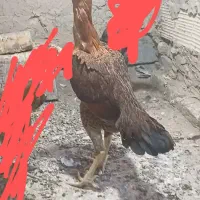 مرغ لاری