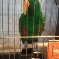 طوطی سخنگو اکلکتوس نر  دستی