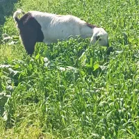 حیوانات خانگی بز پاکستانی