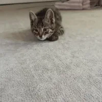 گربه