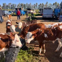 سیمینتال اصیل