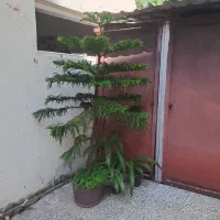 کاج مطبق اصل