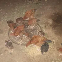 جوجه محلی