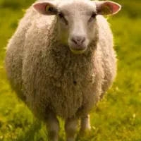 بره نذری عقیقه قیمت مناسب