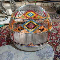 جوجه سهره قناری