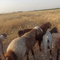 گوسفند زنده چاق