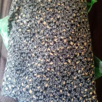 قواره چادر رنگی