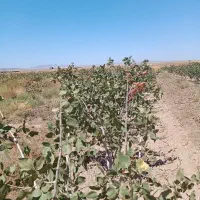 باغ-پسته-1-150میلیارد