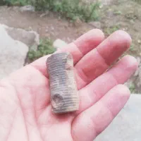 فسیل میلیون سال قبل