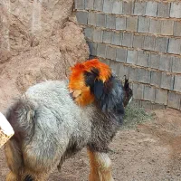 قوچ بختیاری اصل