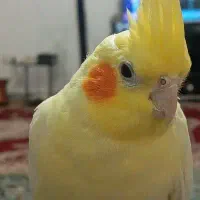 پرنده