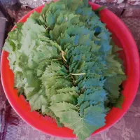 برگ مو.  فروش فوری