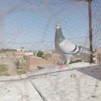 کفتر|پرنده|سبزوار, جهاد کشاورزی|دیوار
