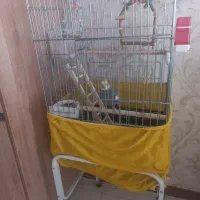 عروس هلندی