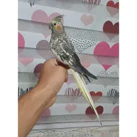 عروس هلندی ماده گلباقالی ۵ماهه فول دستی و ام