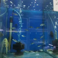 ماهی پنگوسی باله بلند سایز 2 بند