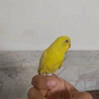 مرغ عشق کوتوله