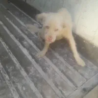 سگ ماده پاکوتاه