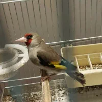 سهره دو رگ جوجه قفس گل پهن سینه طلایی