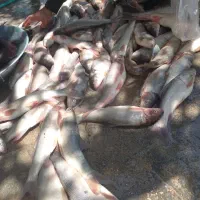 ماهی رود خانه ای کیلو200