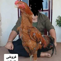 خروس لاری مرغ لاری