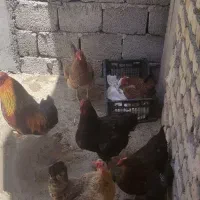 مرغ و خروس