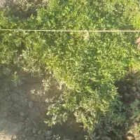 نشا گوجه|خدمات باغبانی و درختکاری|قروه, |دیوار