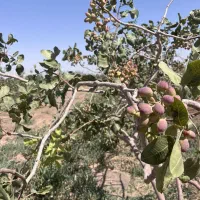باغ-پسته-سند-دار-اقساطی