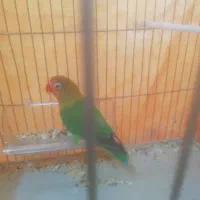 کوتوله برزیلی دستی