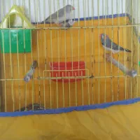 فنچ|پرنده|ایذه, |دیوار