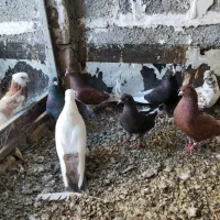 کبوتر پرشی همه عالی گلچین شده معاوضه با مرغ