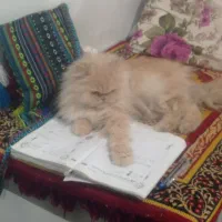 گربه