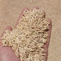 جو‌درجه یک