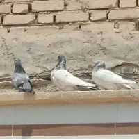 کبوتر شیخی