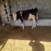 دو عددگوساله سیمنتال نر