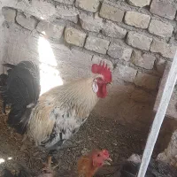 خروس سرحال