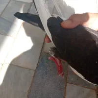 قره زاغ