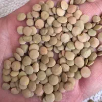 عدس روس بسته بندی 10 کیلویی و 40 کیلویی