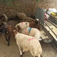 کربلایی وحاجی دامداران زنده