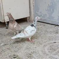 هفرنگ خطی بینظیر