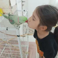 شاه طوطی جفت