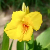 گل اختر