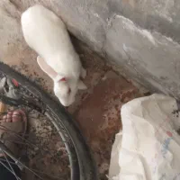 خرگوش با قفس ۸۰۰ هزار