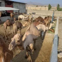 شتر|حیوانات مزرعه|شیراز, بید زرد|دیوار
