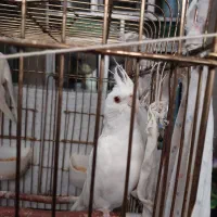 عروس هلندی آلبینو نژاد دار چشم شرابی
