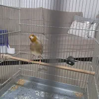 سره قناری دهن مغون مست تازه صاف