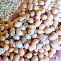 درخواست دانه روغنی سویا برزیل/آرژانتین